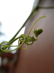 Cucurbitaceae