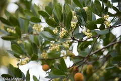 Arbutus unedo