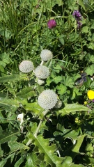 Cirsium laniflorum