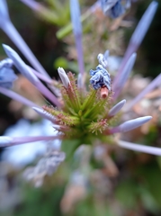 Plumbago auriculata