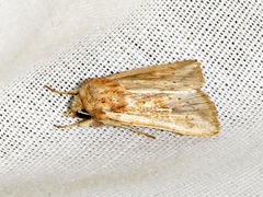 Mythimna ustata
