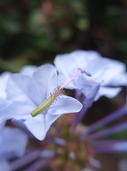 Plumbago auriculata
