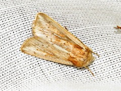 Mythimna ustata