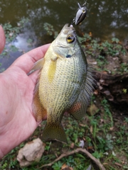 Centrarchus macropterus