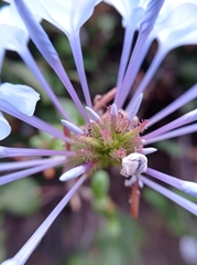 Plumbago auriculata