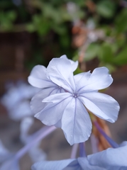 Plumbago auriculata