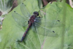 Leucorrhinia rubicunda