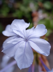 Plumbago auriculata