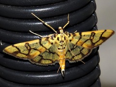 Pardomima distortana