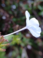 Plumbago auriculata