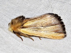 Eutimia spurcata