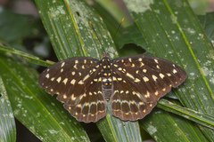 Lexias pardalis dirteana