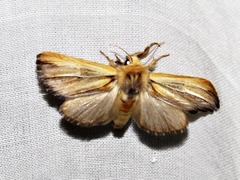 Eutimia spurcata