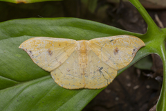 Tridrepana fulvata