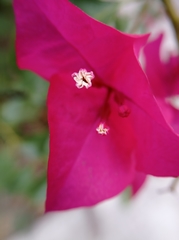 Bougainvillea