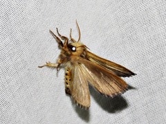 Eutimia spurcata