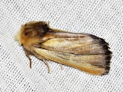 Eutimia spurcata