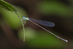 Amphicnemis gracilis