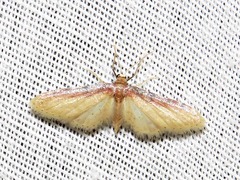 Idaea umbricosta