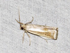 Ancylolomia simplella