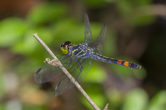 Agrionoptera sexlineata