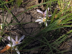 Colchicum umbrosum