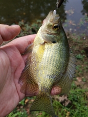 Centrarchus macropterus