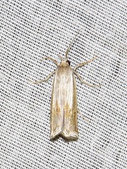 Ancylolomia simplella