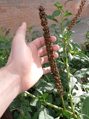 Phytolacca heterotepala