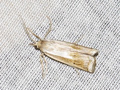 Ancylolomia simplella