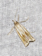 Ancylolomia simplella