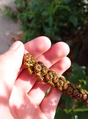 Phytolacca heterotepala