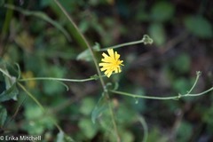 Asteraceae
