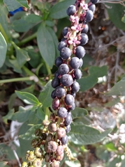 Phytolacca heterotepala