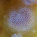 Membranipora membranacea - Photo (c) Donna Pomeroy, algunos derechos reservados (CC BY-NC)