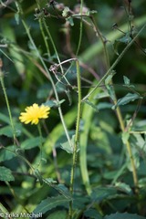 Asteraceae