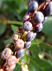 Phytolacca heterotepala