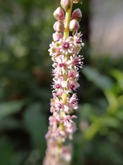 Phytolacca heterotepala