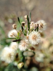 Erigeron bonariensis