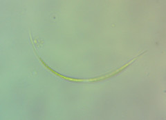 Monoraphidium mirabile