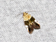 Hypercodia wheeleri