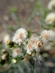 Erigeron bonariensis