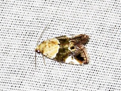 Hypercodia wheeleri