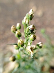 Erigeron bonariensis