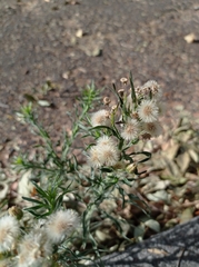 Erigeron bonariensis
