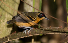Myrmoborus myotherinus