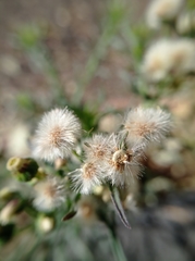 Erigeron bonariensis