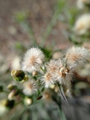 Erigeron bonariensis
