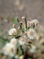 Erigeron bonariensis