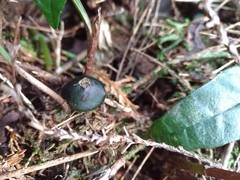 Cremastra appendiculata